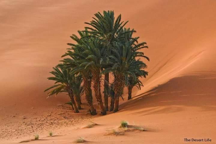 Bivouac Camel Trips Otel Merzouga Dış mekan fotoğraf